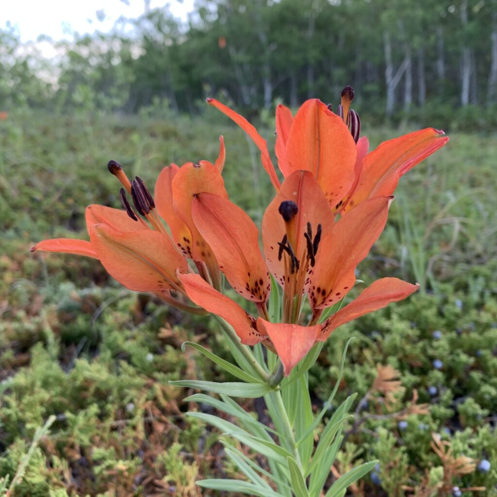 6-native-flowers-in-the-meewasin-valley-that-have-indigenous-roots