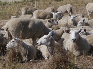 Sheep grazing at Beaver Creek Meewasin