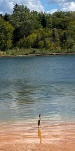 A Great Blue Heron stands by the South Saskatchewan River Beaver Creek Meewasin