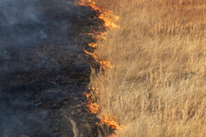 Prescribed fire used in conservation at the Meewasin Northeast Swale