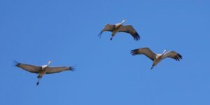 A flock of Sandhill Cranes flies above Beaver Creek Meewasin