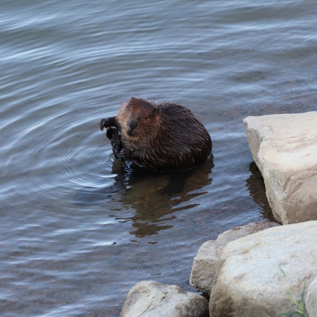 A beaver sits in the South Saskatchewan River Meewasin