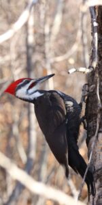A Pileated Woodpecker searches for a meal in Gabriel Dumont Park Meewasin Saskatoon
