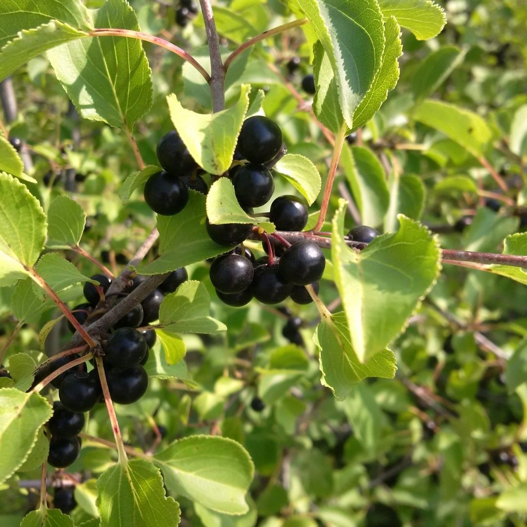 European Buckthorn berries in the Meewasin Valley