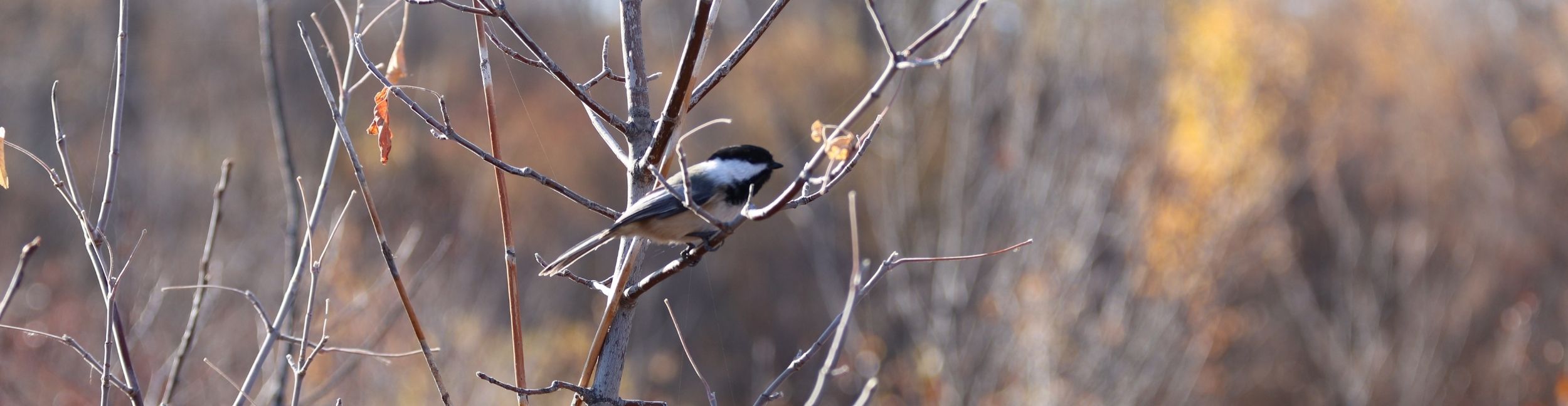 A chickadee gets ready to fly at Beaver Creek Meewasin