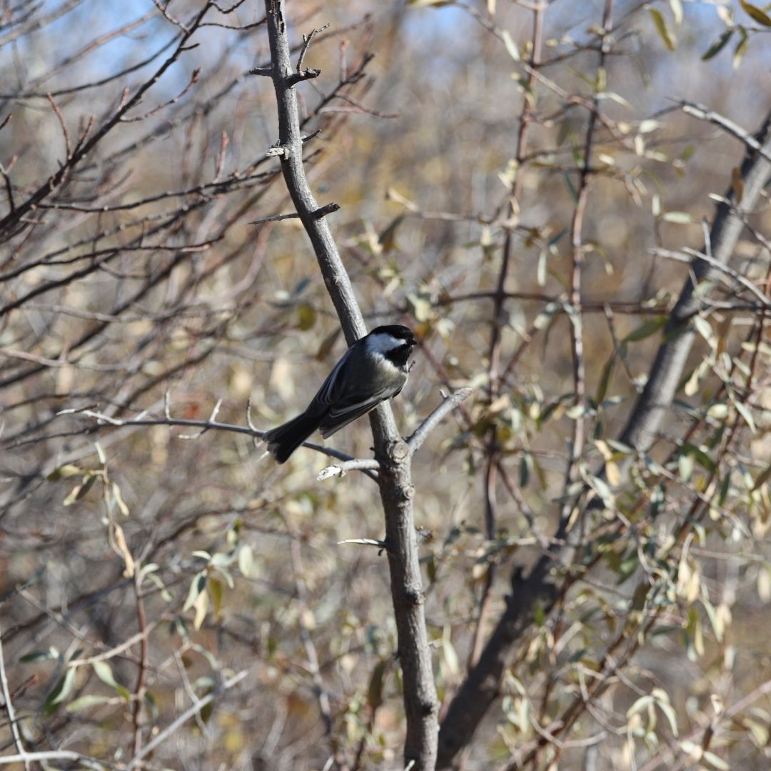 Chickadees rests on a branch at Beaver Creek Meewasin