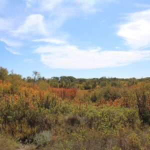 The leaves change colors at Beaver Creek Meewasin