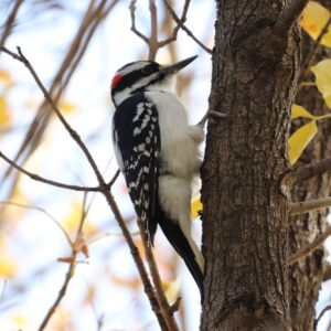 A Hairy Woodpecker sits on a tree in Victoria Park Meewasin