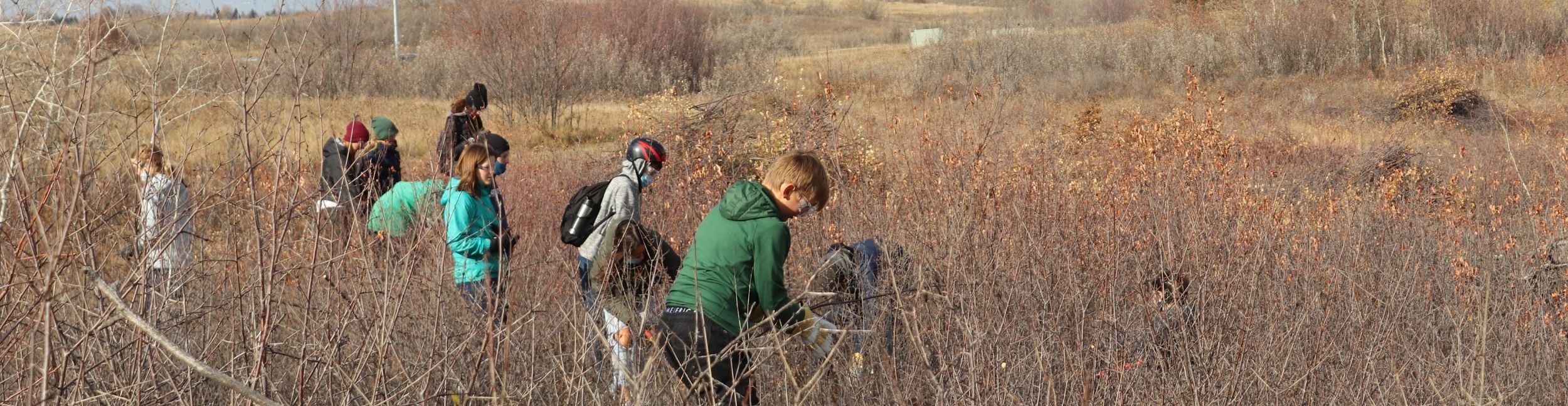 Volunteers clear buckthorn at the Saskatoon Natural Grasslands Meewasin