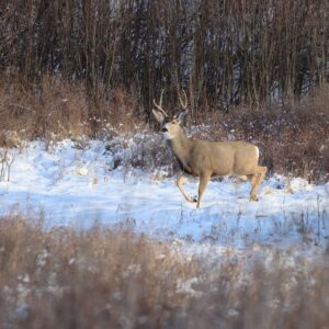 A deer wanders through Wanuskewin Saskatoon Meewasin