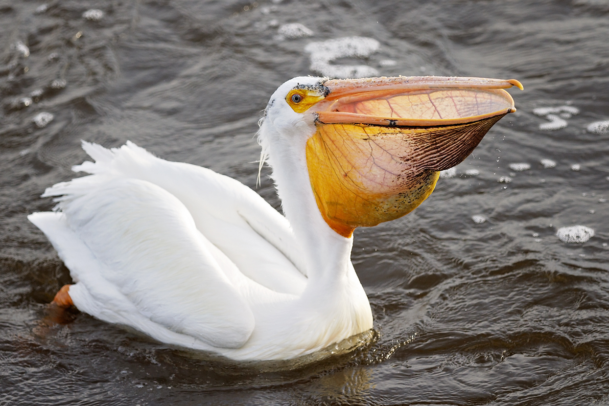 The American White Pelican