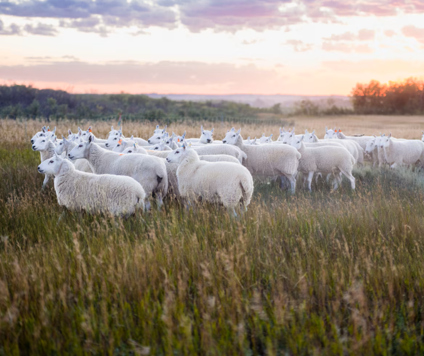 News Release: Baa-ack to the valley: sheep help shape Saskatoon’s grasslands through Meewasin’s targeted grazing program
