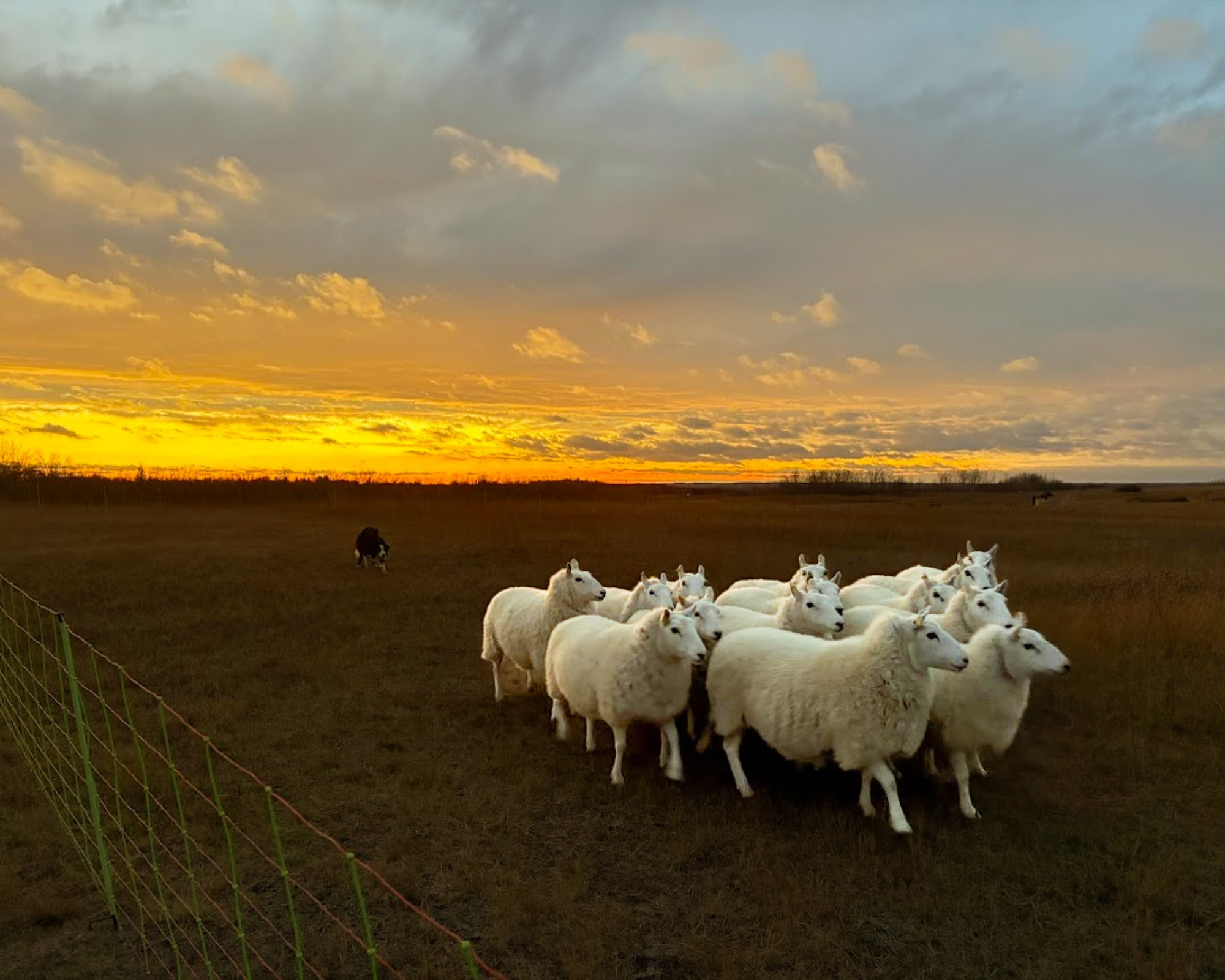 Sheep Return to Saskatoon Natural Grasslands as Meewasin Restores Natural Prairie Processes – July 2026