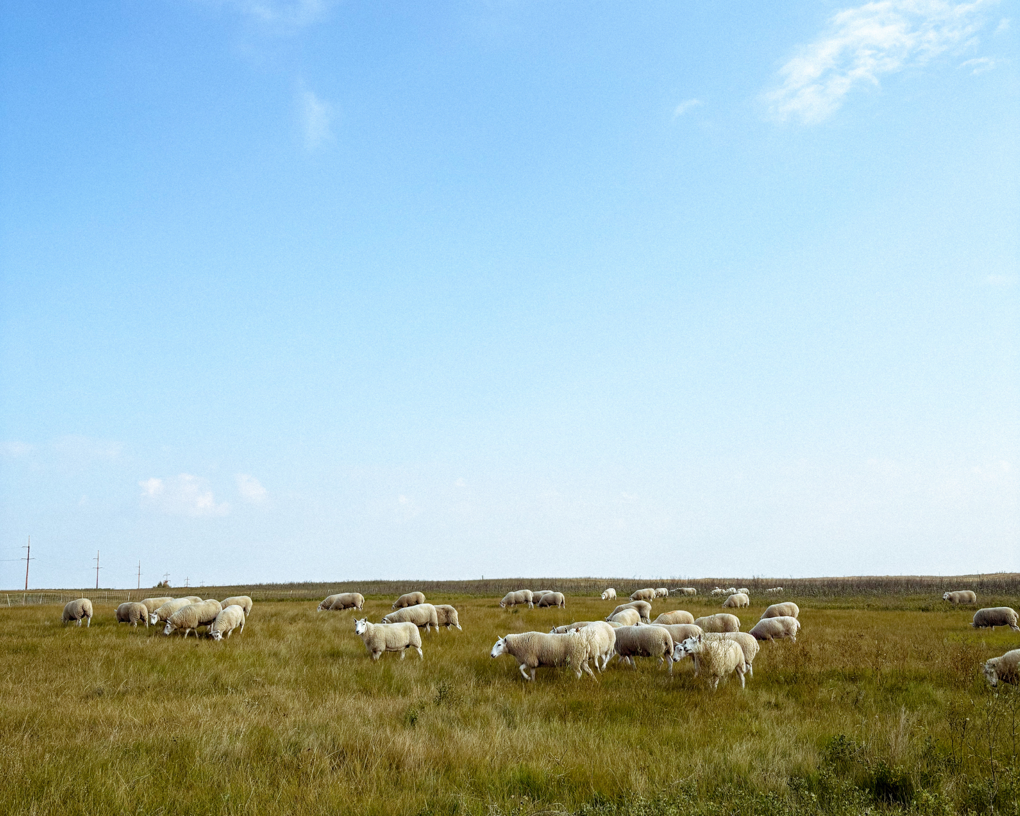 Sheep Return to Meewasin Conservation Areas This Fall – August 2026