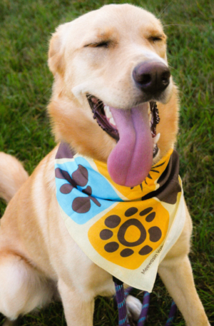 Meewasin Patch Bandana